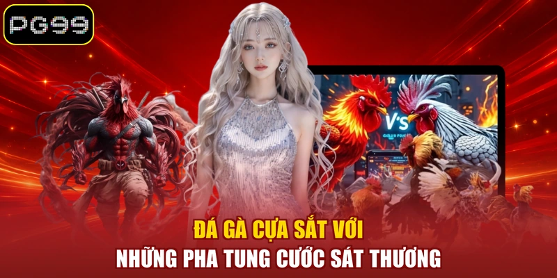 Đá gà cựa sắt với những pha tung cước sát thương